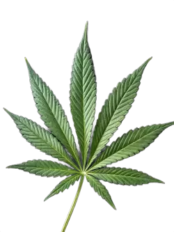 Imagen PNG para descargar